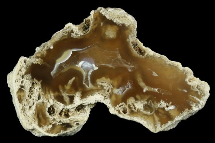Agatized Fossil Coral Geode - Florida #188185